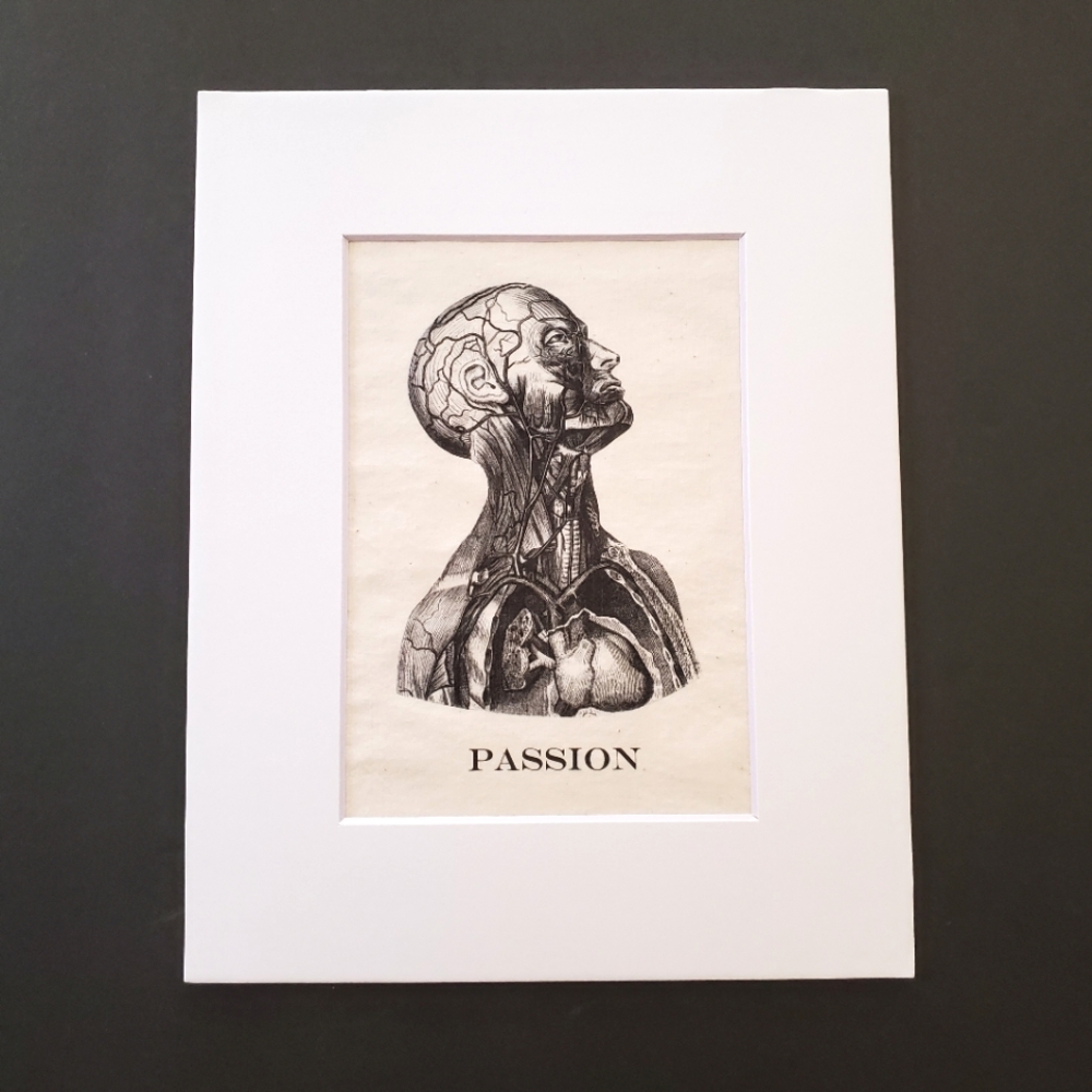 Anatomy print